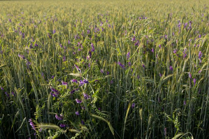 Cover Crops