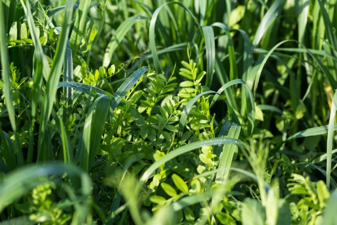 Grass Seeds