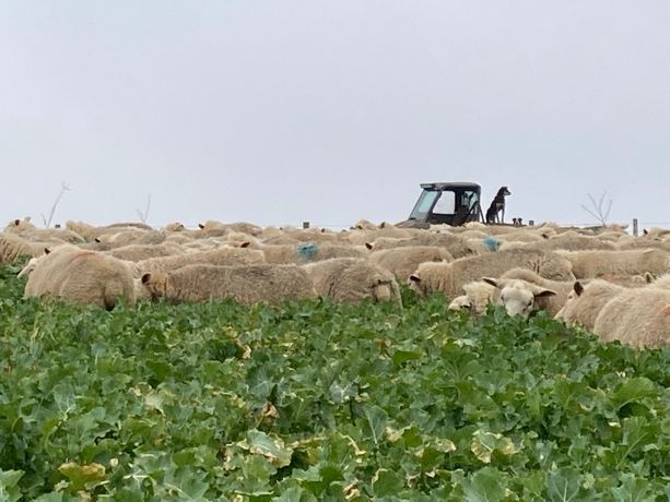 Forage crops