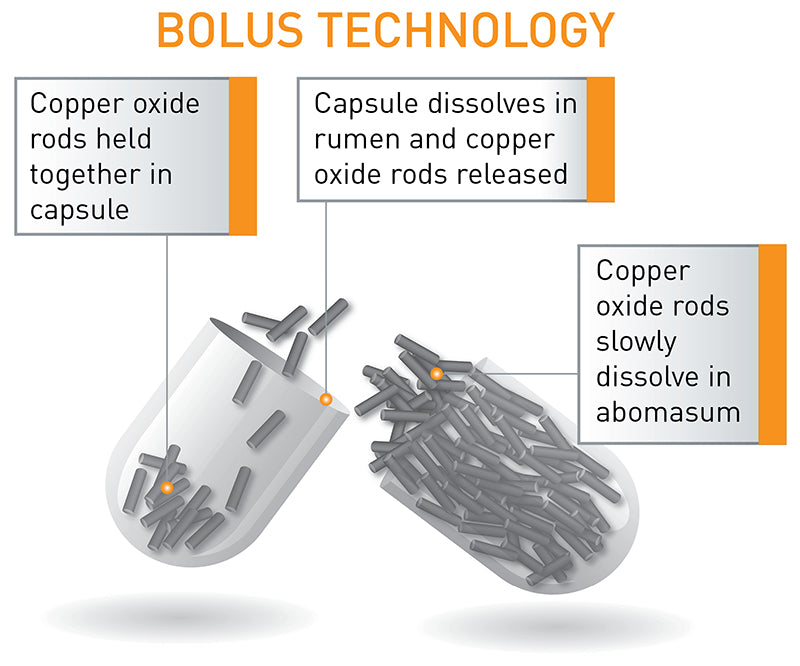 Agrimin 24 7 Copper Lamb Bolus