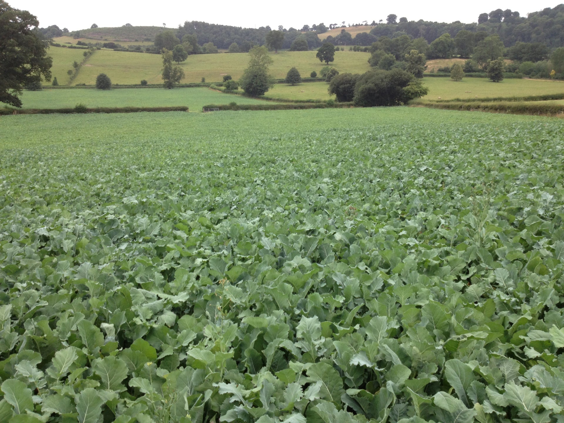 Emerald Forage Rape 25kg