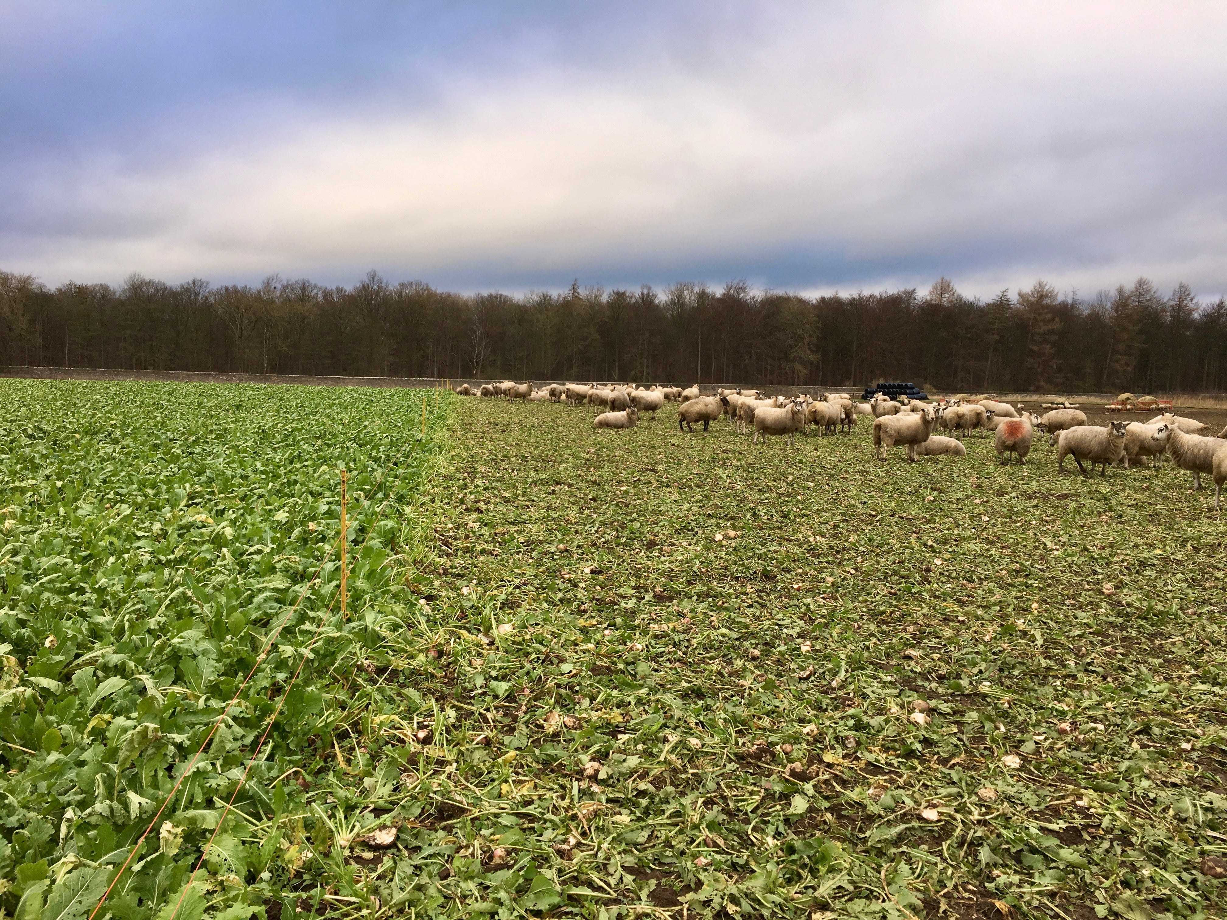 Stubble Turnips 25kgs