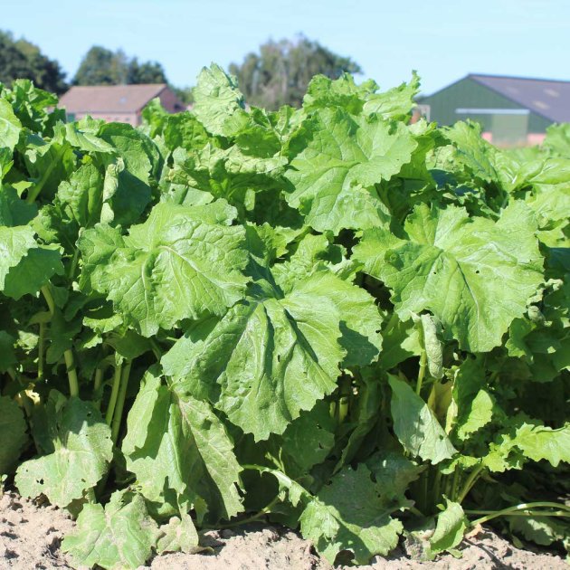 Jupiter Leafy Stubble Turnip 25kg