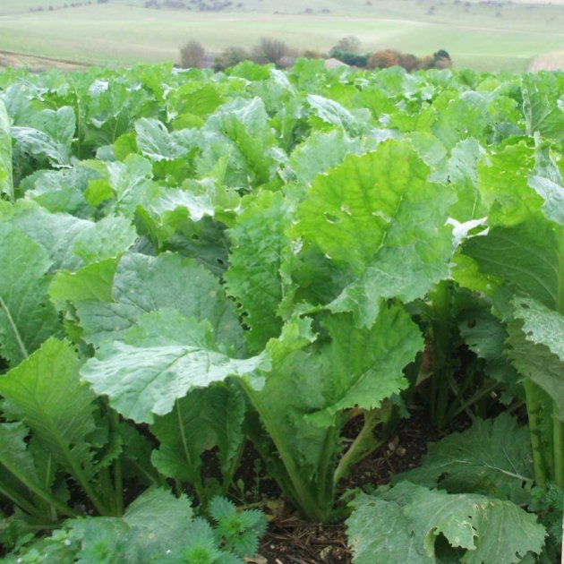 Tyfon Leafy Stubble Turnip 5kg