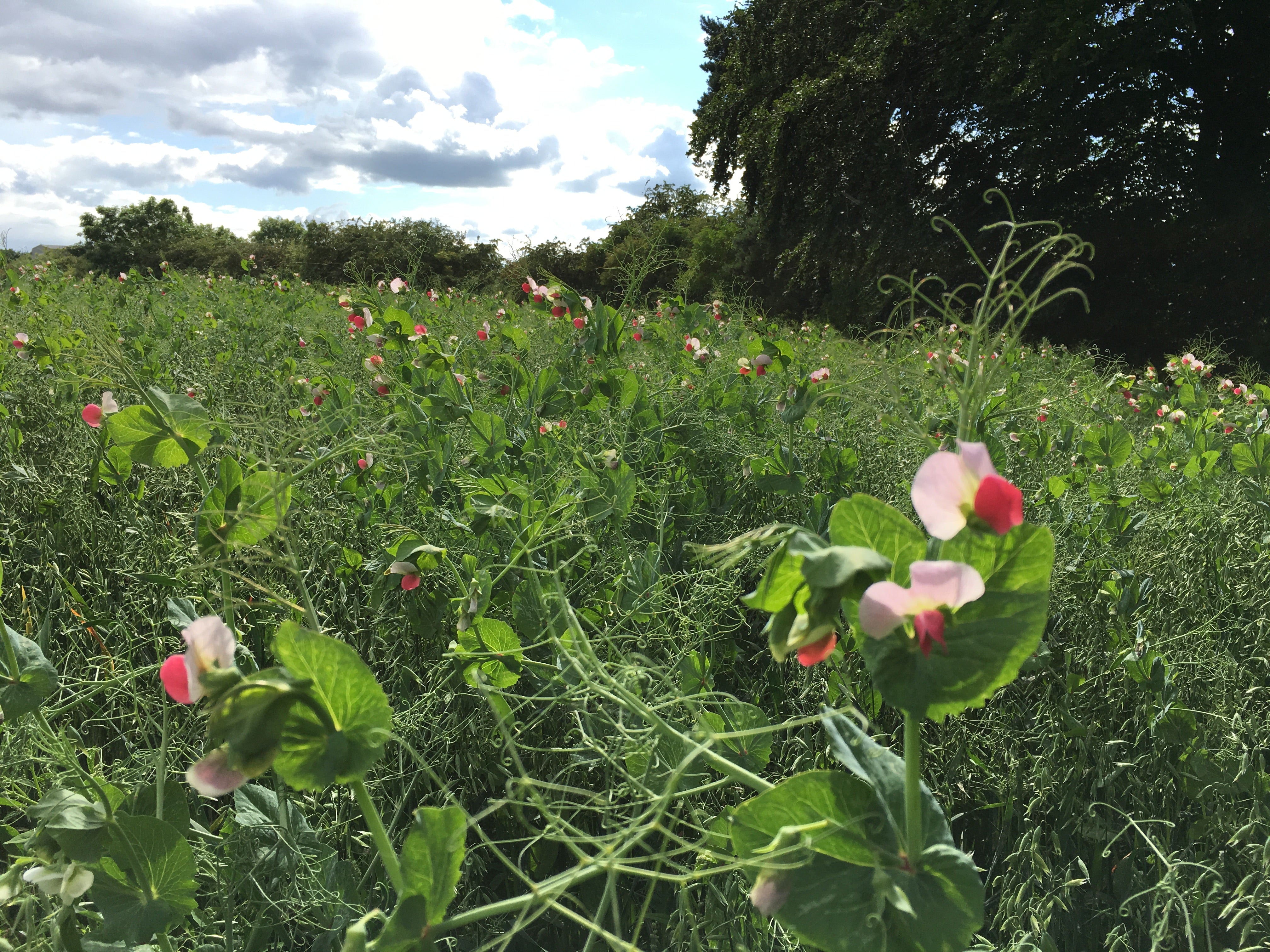 Organic Arable Silage