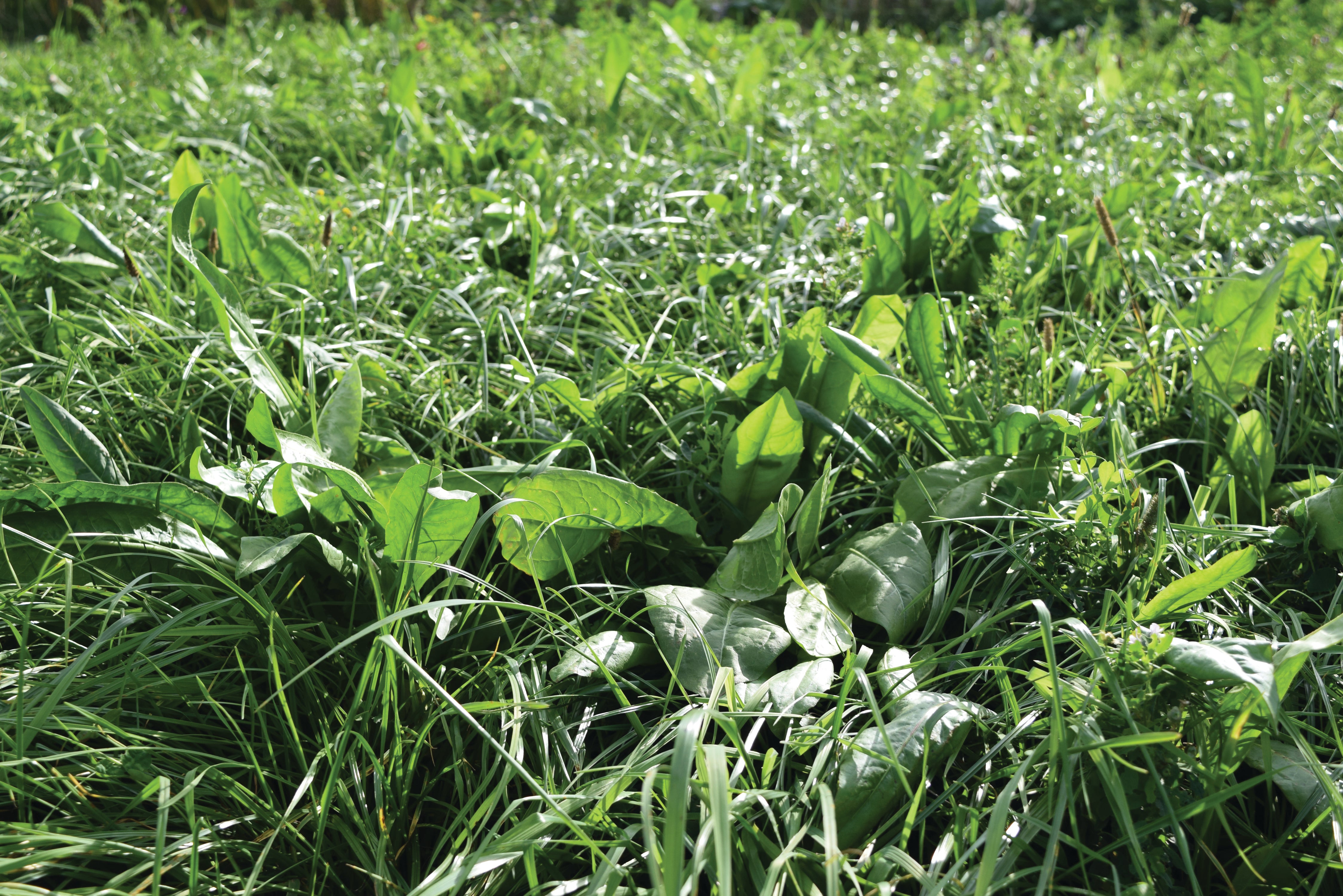 Herbal Leys 20kg