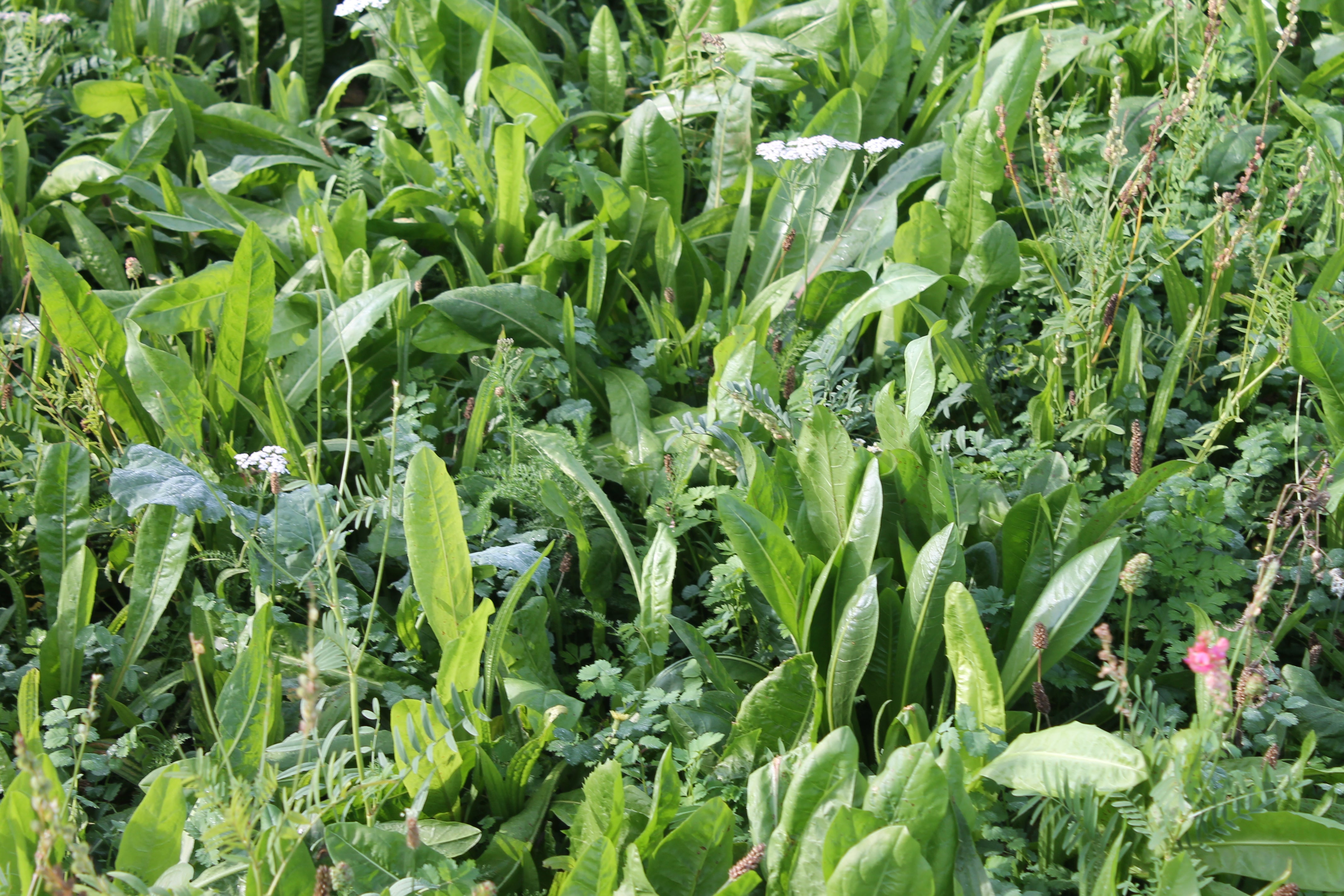 Mixed Herbs