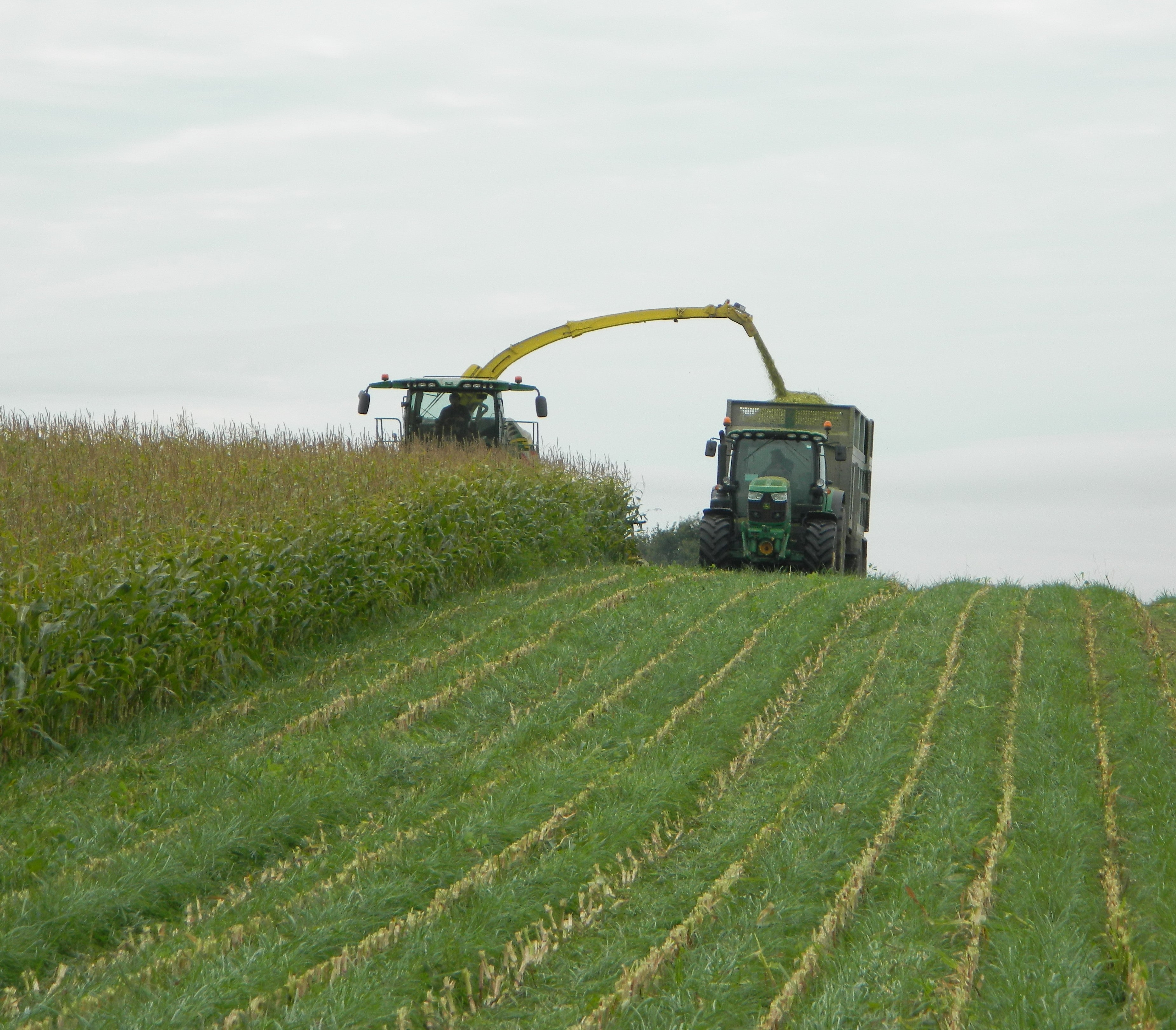 Maize Undersowing 20kg