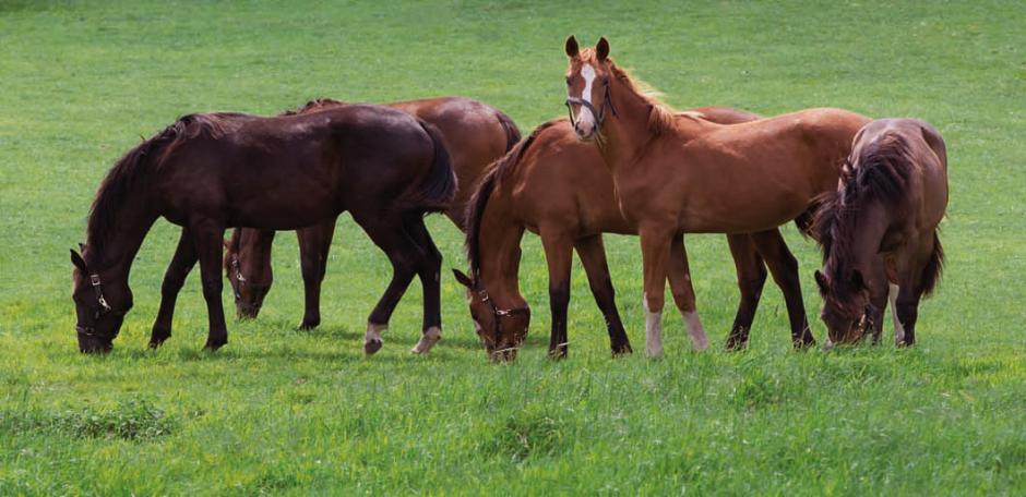 HorseMax Paddock 20kg