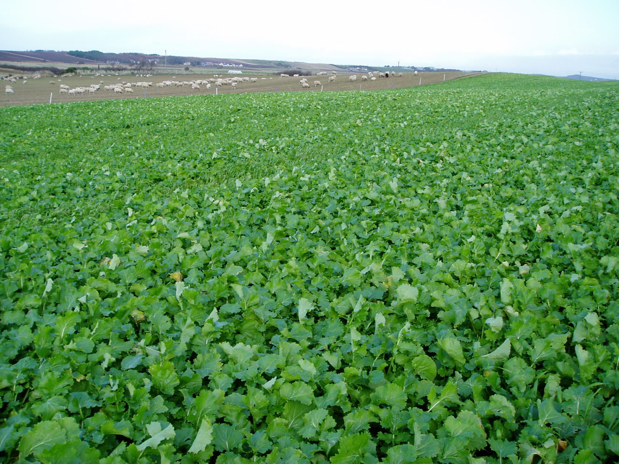 Stubble Turnips 25kgs