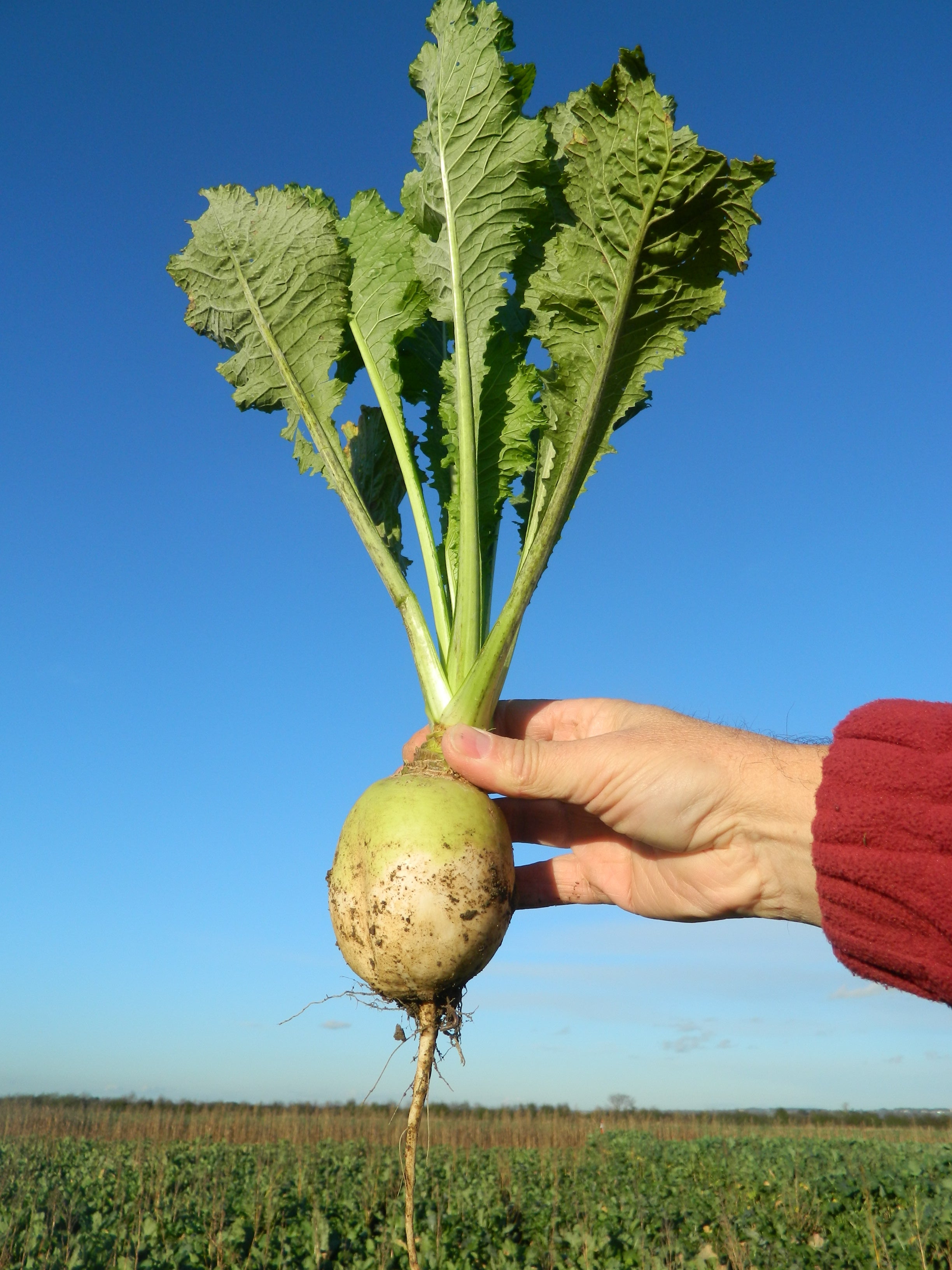 Stubble Turnips 25kgs